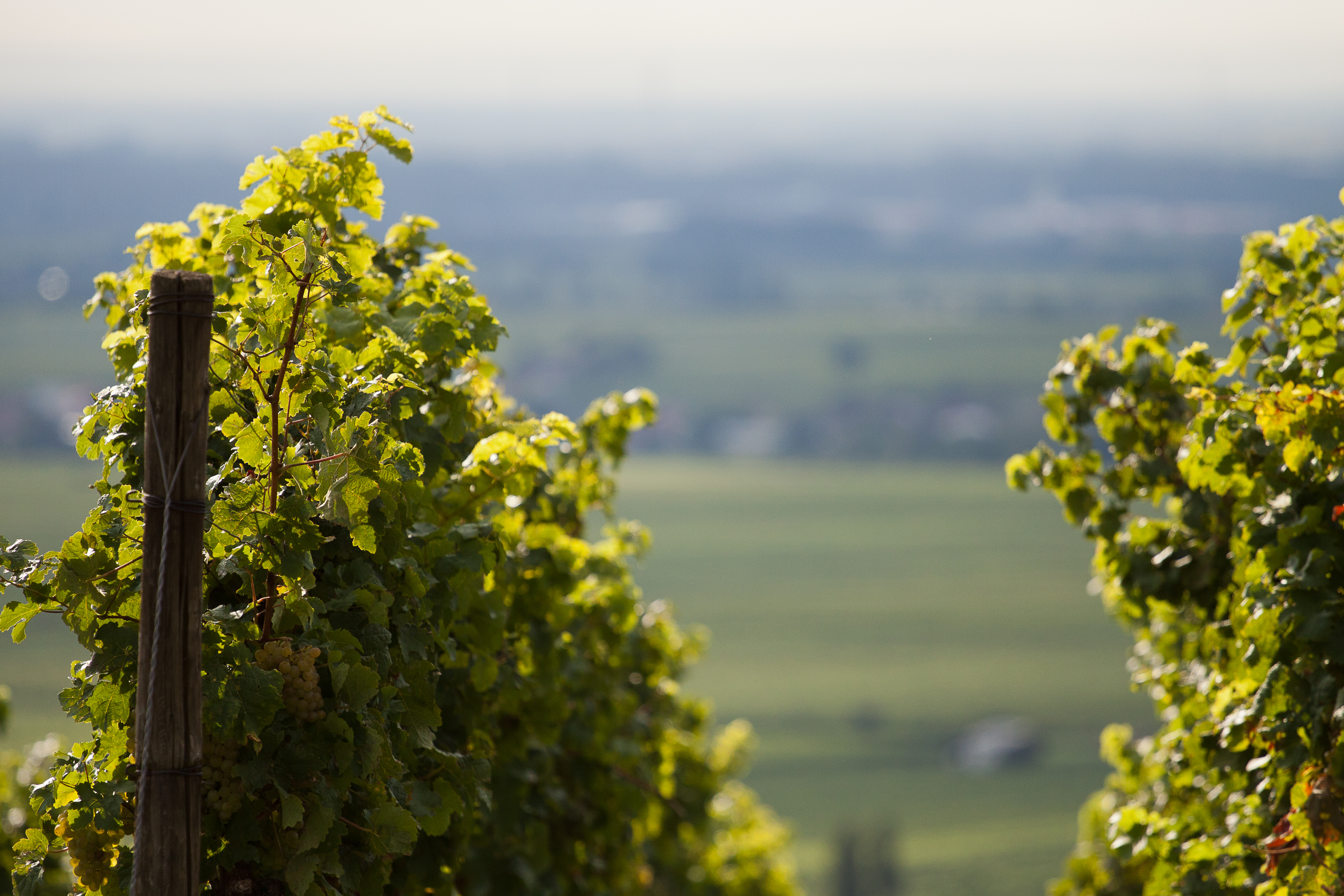 Weinpaket Der Besondere